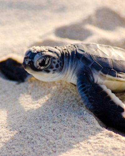 Sostenibilidad Lomas Hospitality Sostenibilidad Lomas Hospitality